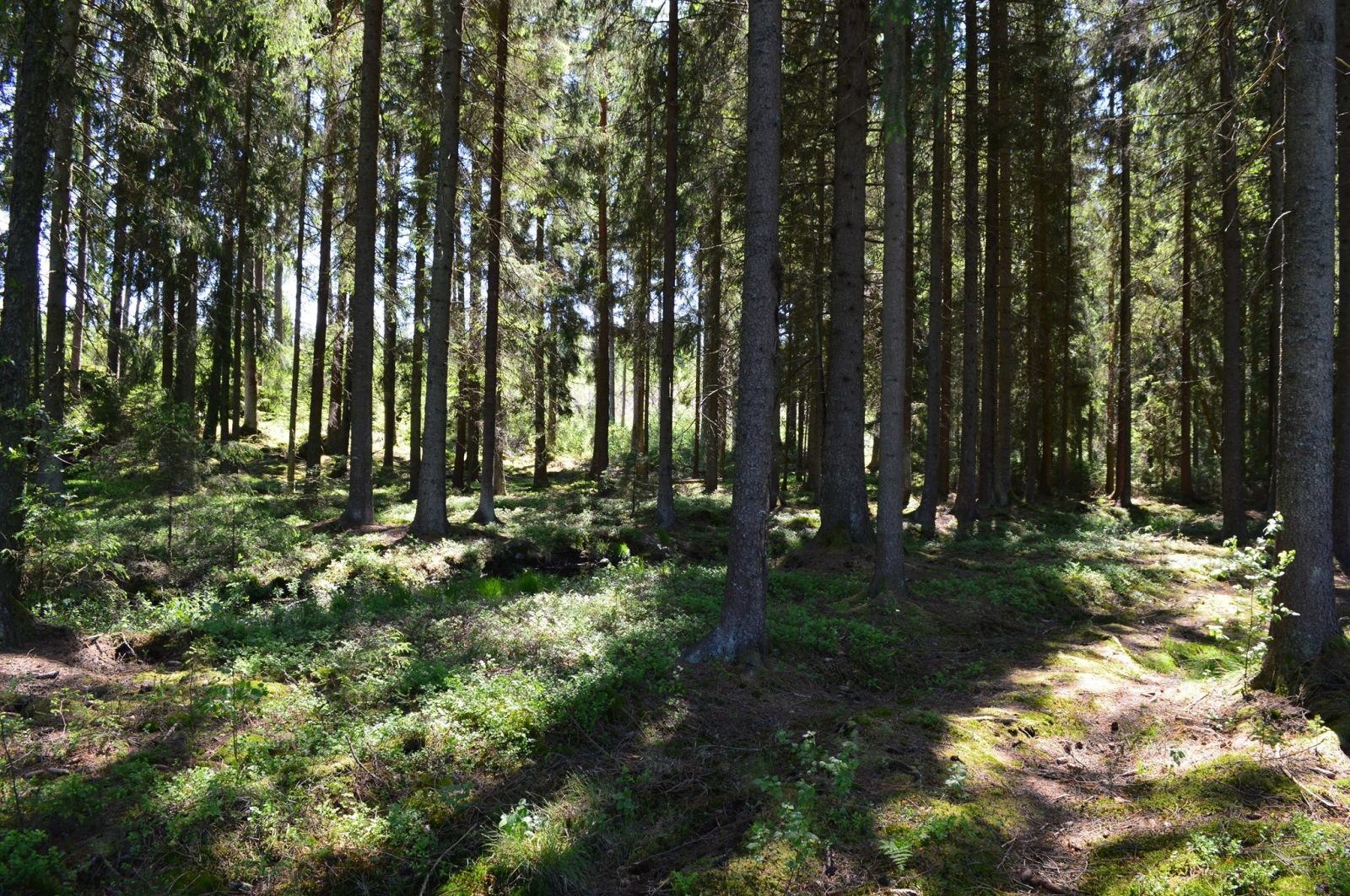image: Vårens barn- och ungdomsträning